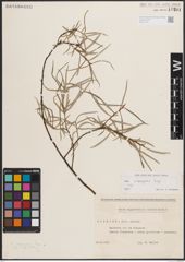 Foto von Salix eleagnos subsp. angustifolia (Cariot) Rech. f.